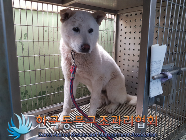 종료(안락사) 믹스…